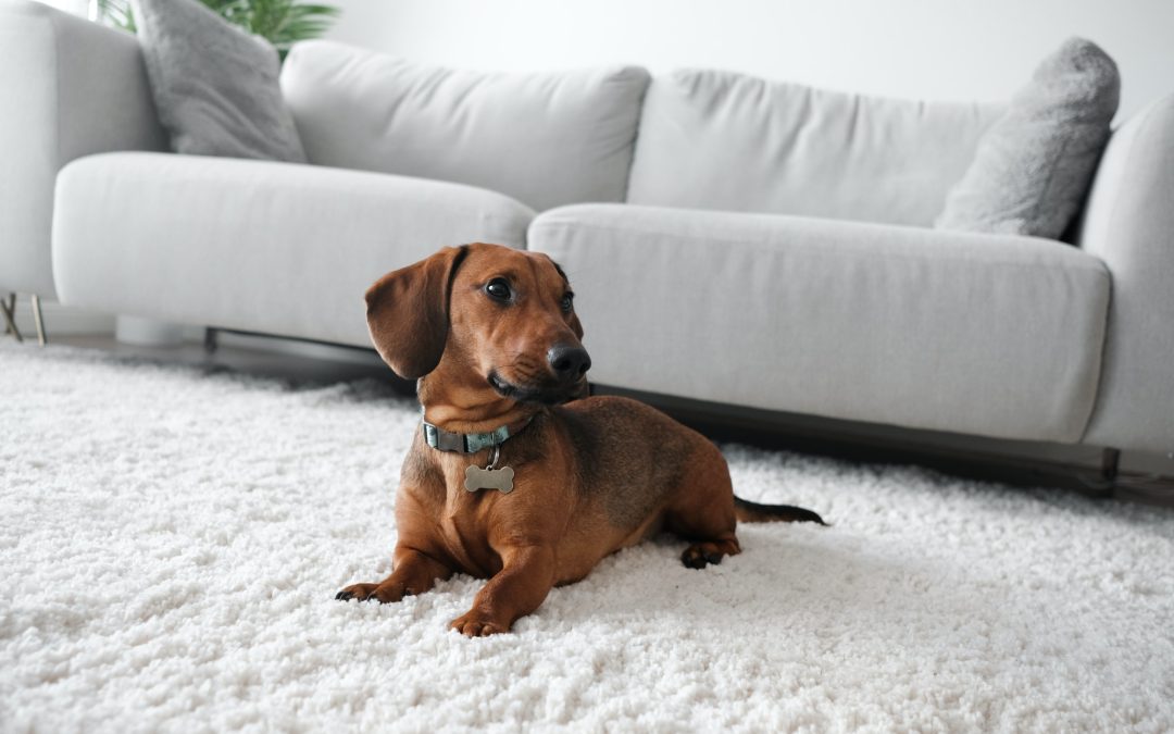 Harmonizing Home Aesthetics with Pet-Friendly Choices