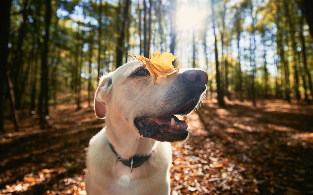 A Pawsome Journey: Navigating the Great Outdoors with Your Furry Companion